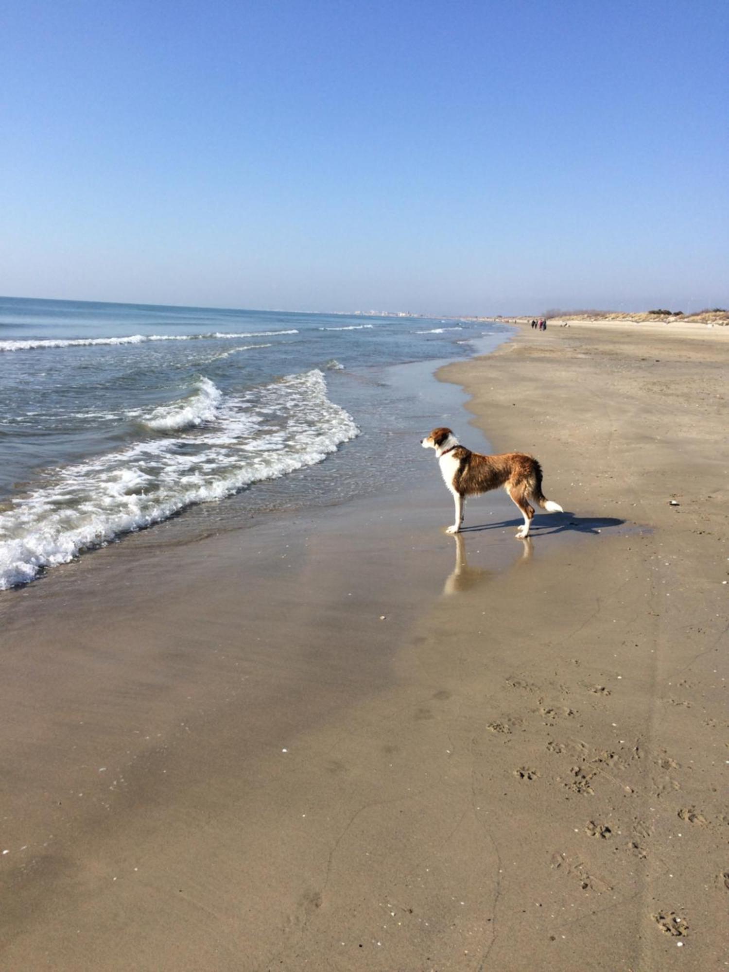 Maison De Maitre Proche Plage A Aigues-Mortes Esterno foto